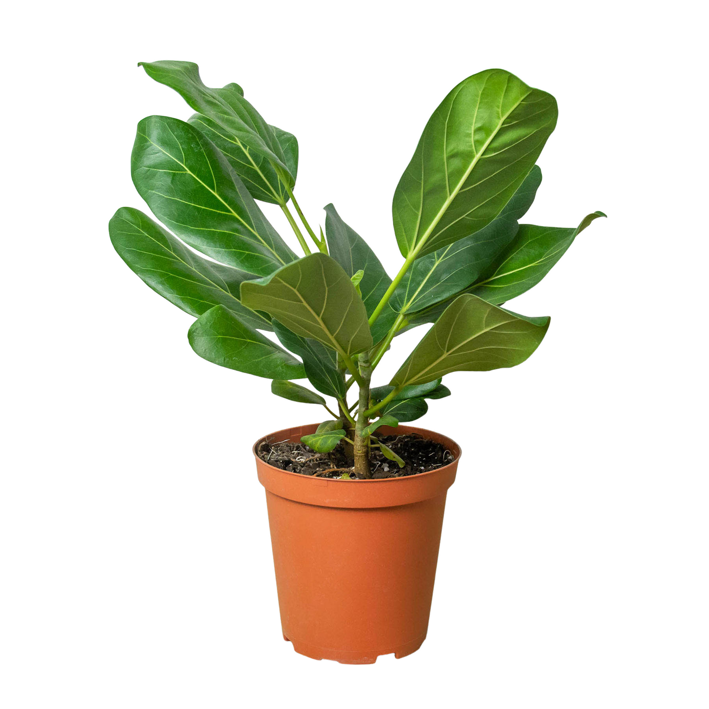 Ficus 'Audrey' - Shopping Warriors