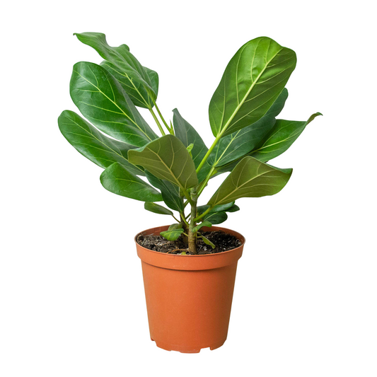 Ficus 'Audrey' - Shopping Warriors