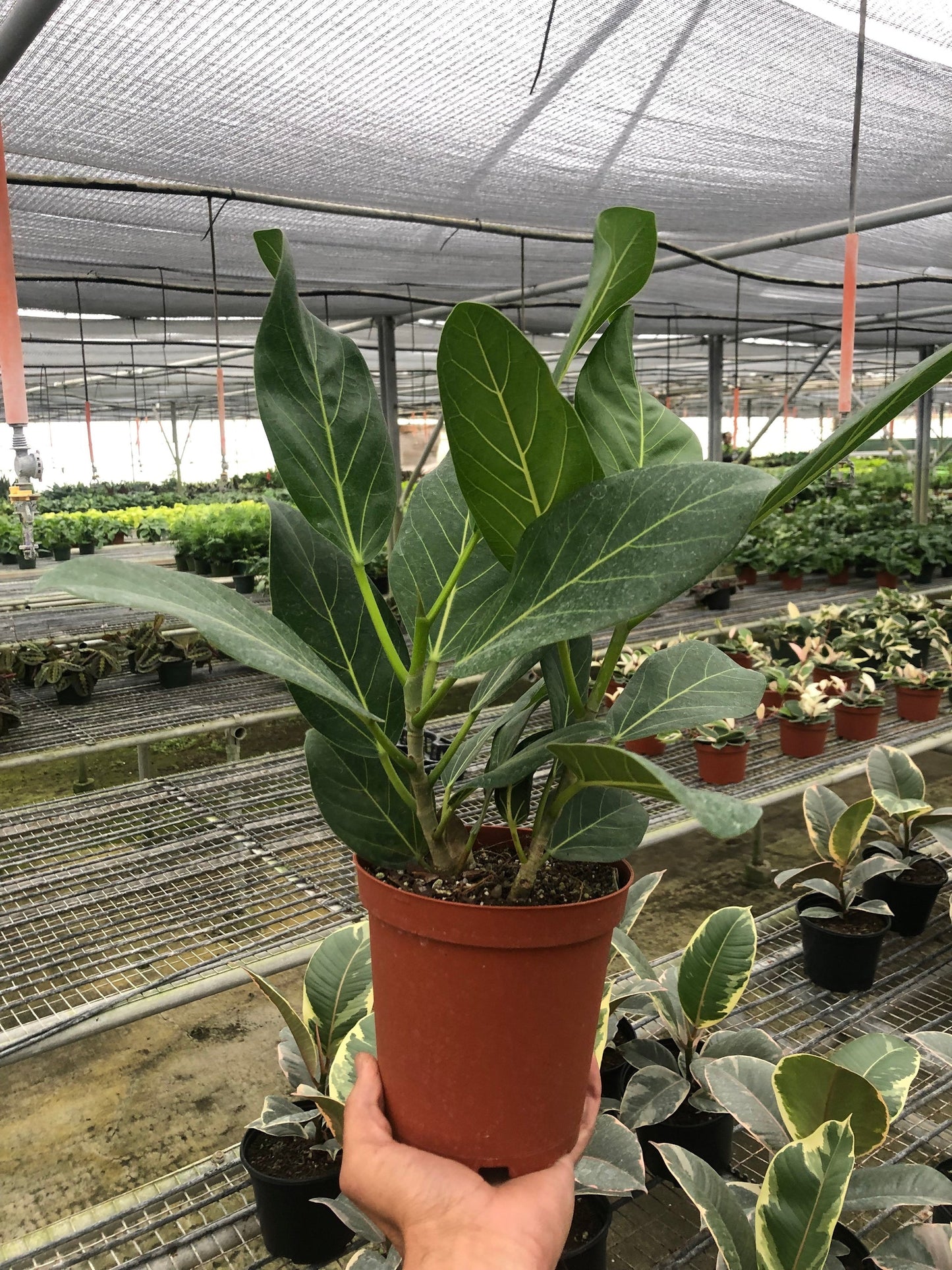 Ficus 'Audrey' - Shopping Warriors