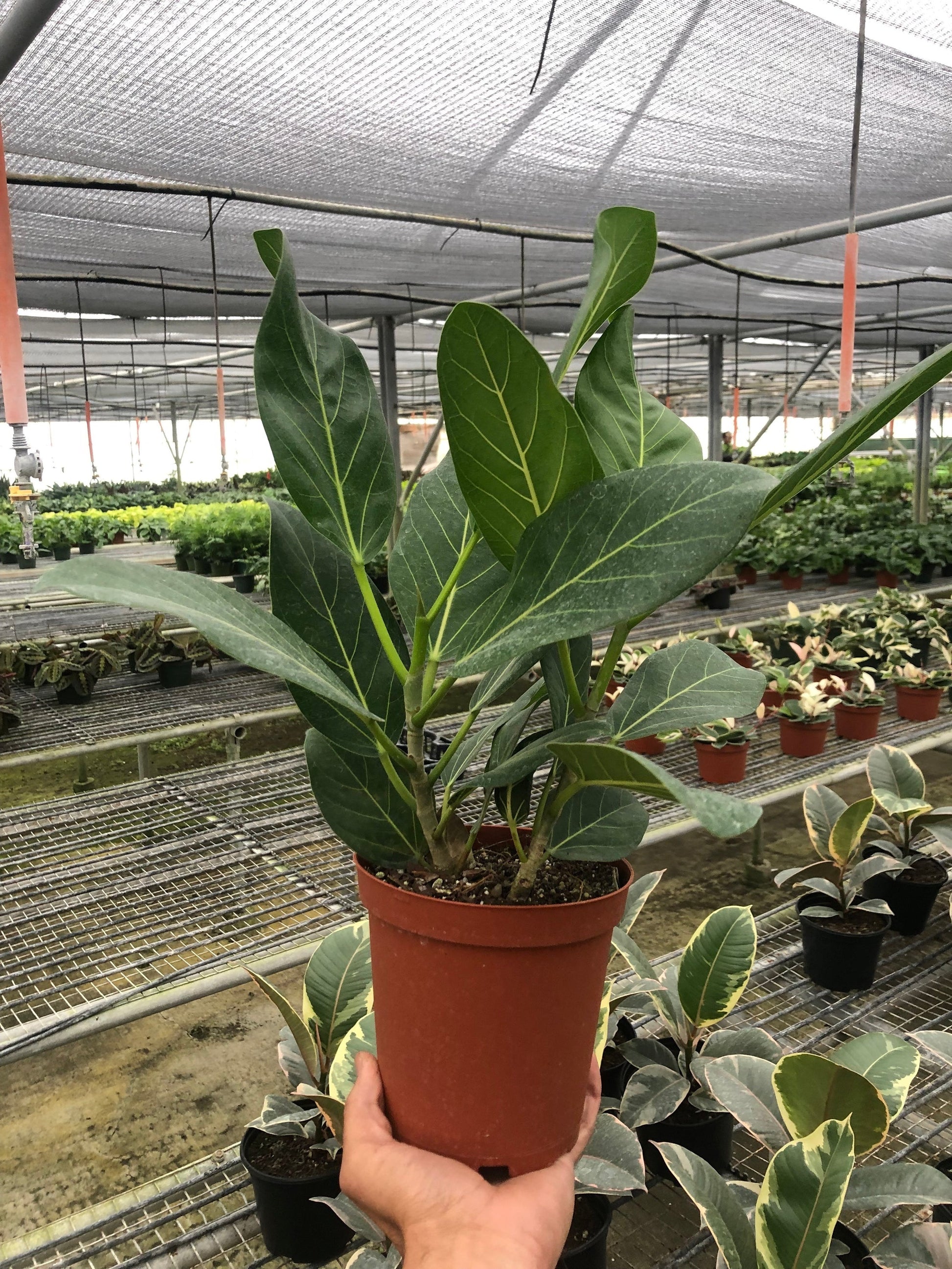Ficus 'Audrey' - Shopping Warriors
