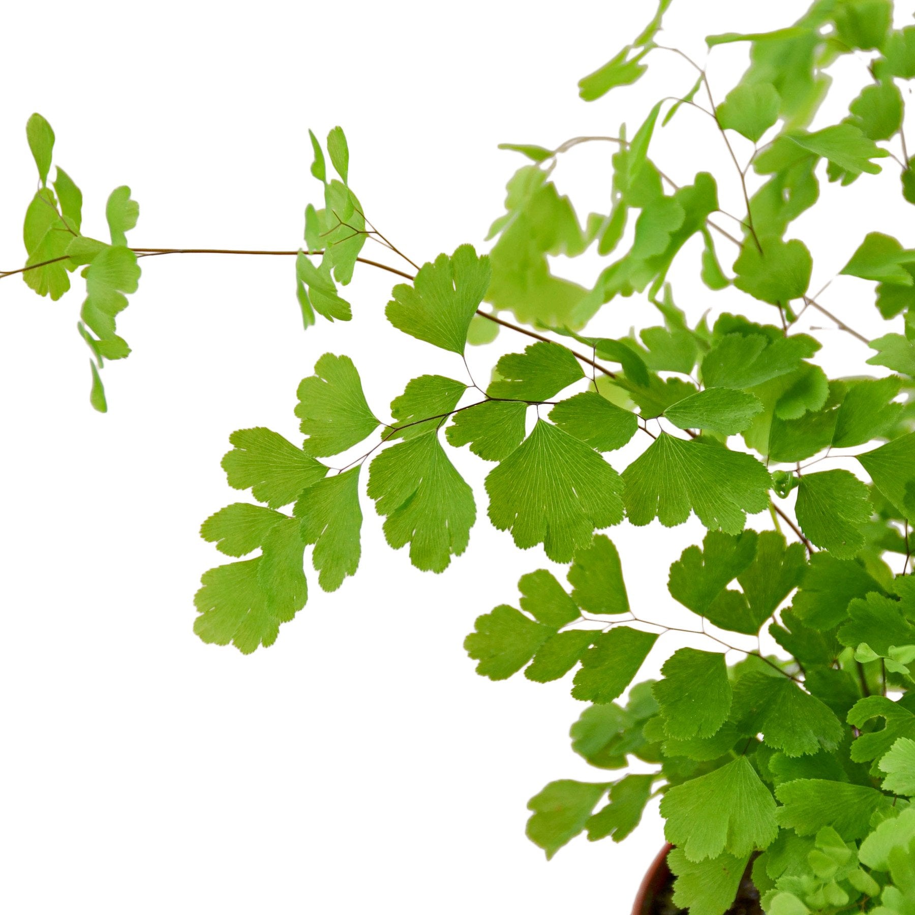 Maidenhair Fern - Shopping Warriors
