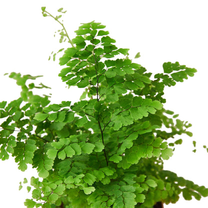 Maidenhair Fern - Shopping Warriors