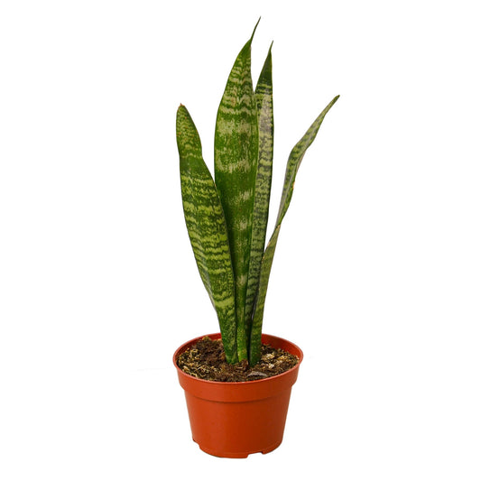 Snake Plant 'Zeylanica' - Shopping Warriors