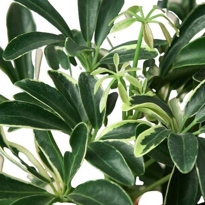 Schefflera Moonlight 'Umbrella Plant' - Shopping Warriors