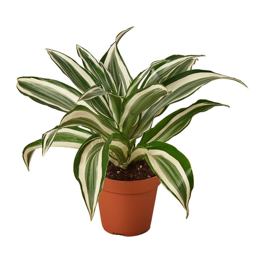 Dracaena 'Warneckii White Jewel' - Shopping Warriors