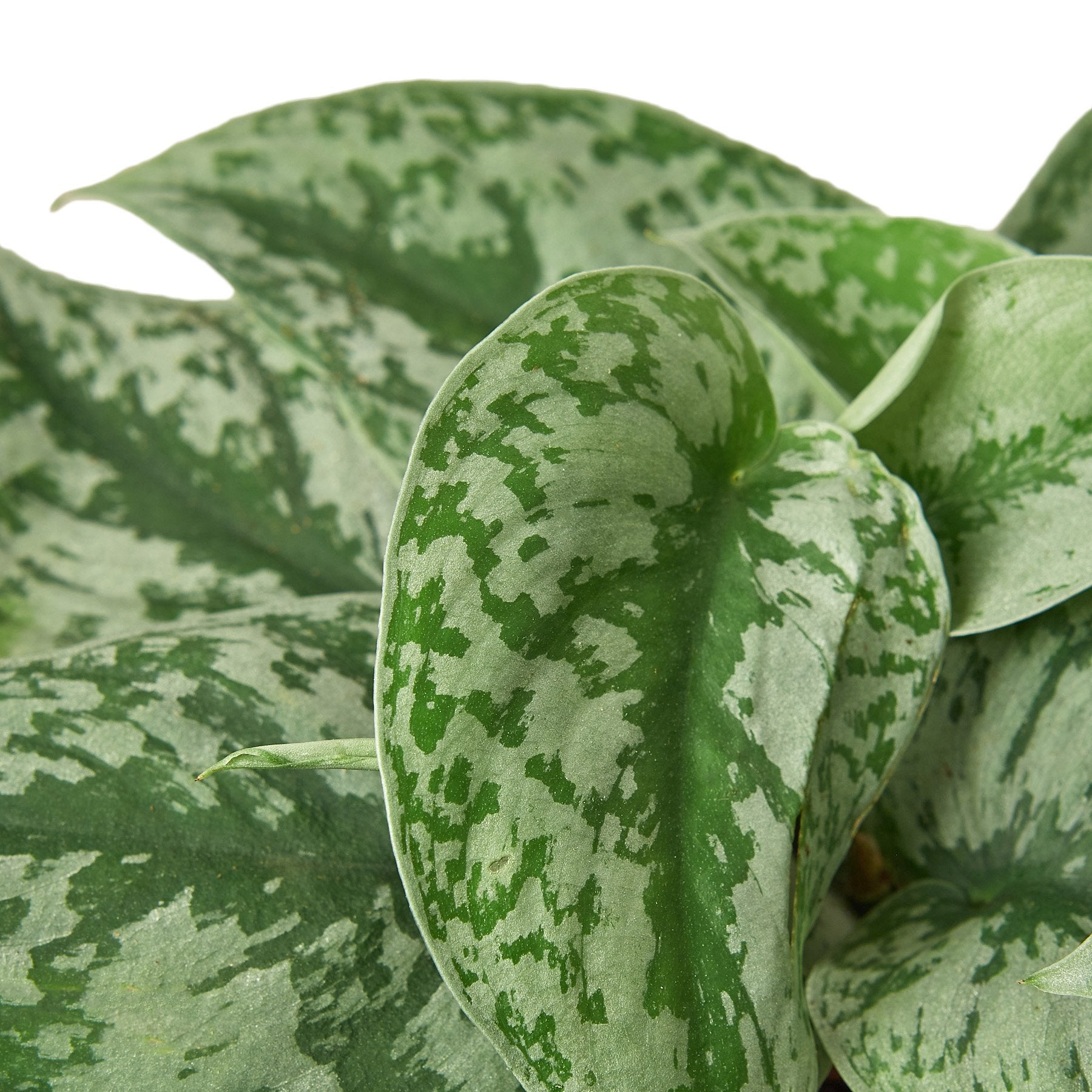 Scindapsus Pictus 'Exotica' - Shopping Warriors