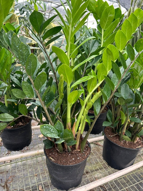 Zamioculcas Zamiifolia ZZ - Shopping Warriors