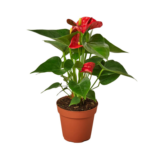 Anthurium 'Red' - Shopping Warriors