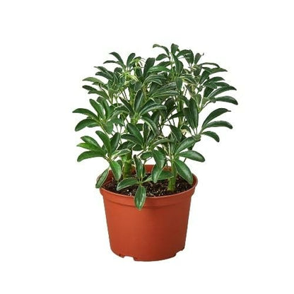 Schefflera Moonlight 'Umbrella Plant' - Shopping Warriors