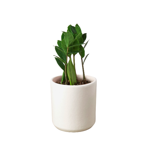 Zamioculcas Zamiifolia ZZ - Shopping Warriors