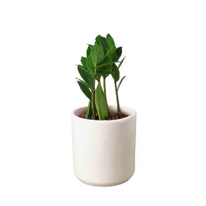 Zamioculcas Zamiifolia ZZ - Shopping Warriors