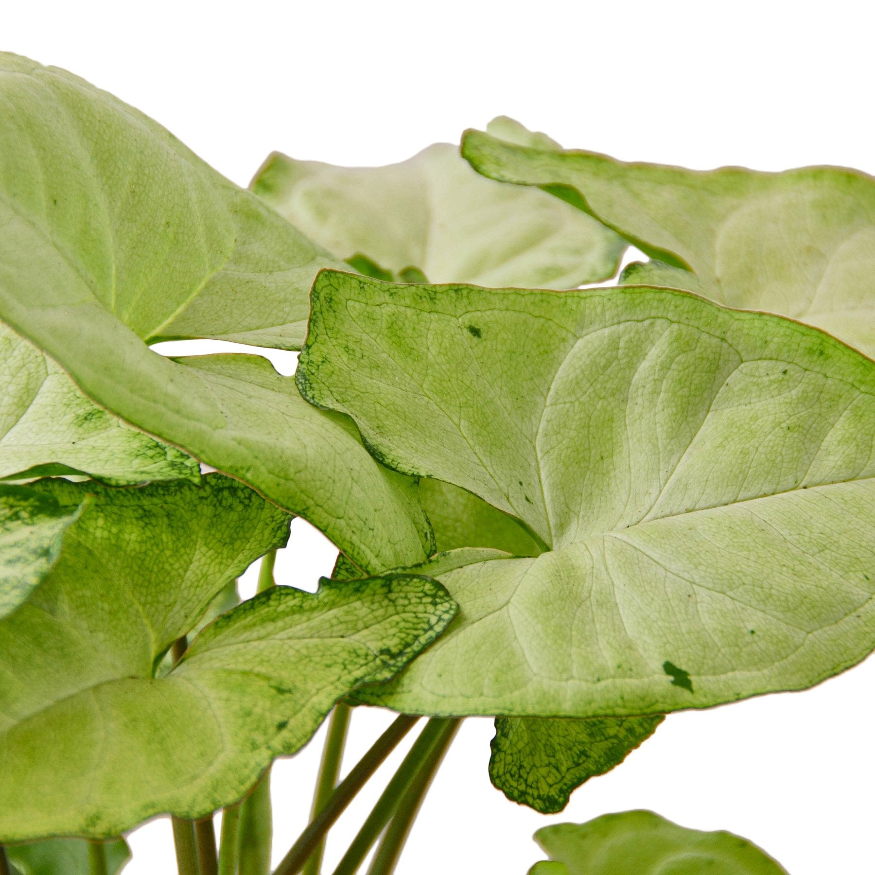 Syngonium White Butterfly - Shopping Warriors