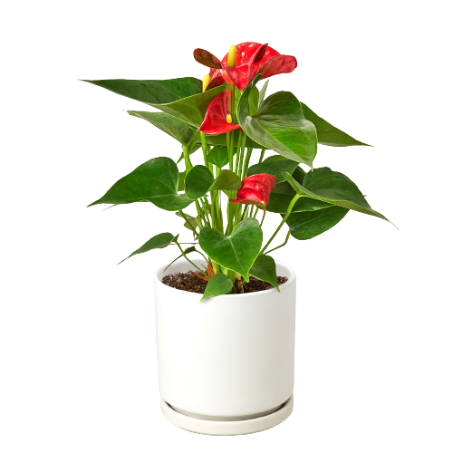 Anthurium 'Red' - Shopping Warriors
