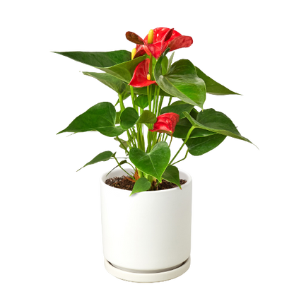 Anthurium 'Red' - Shopping Warriors