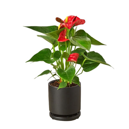 Anthurium 'Red' - Shopping Warriors