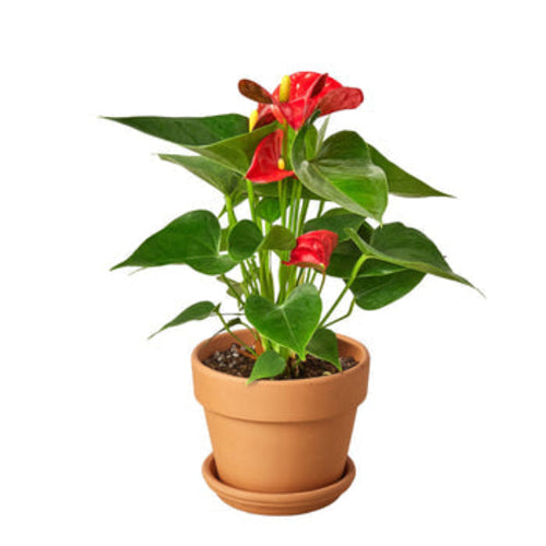 Anthurium 'Red' - Shopping Warriors