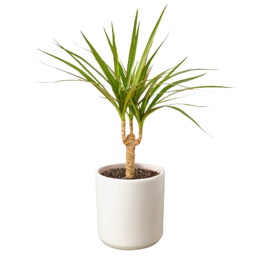 Dracaena Marginata Cane - Shopping Warriors