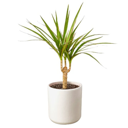 Dracaena Marginata Cane - Shopping Warriors