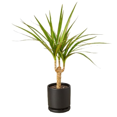 Dracaena Marginata Cane - Shopping Warriors