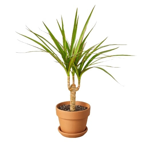 Dracaena Marginata Cane - Shopping Warriors