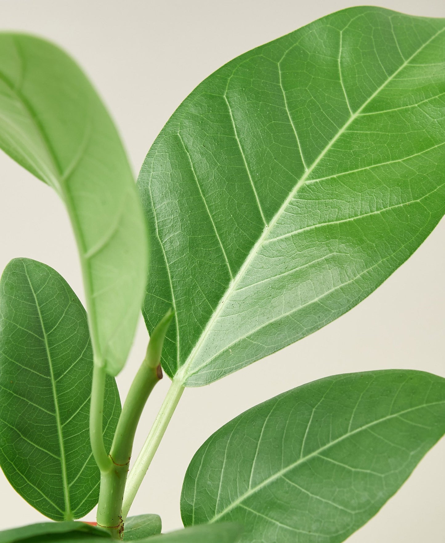 Ficus 'Audrey' - Shopping Warriors