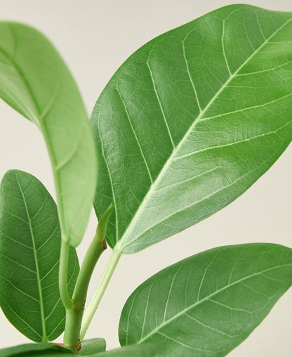 Ficus 'Audrey' - Shopping Warriors