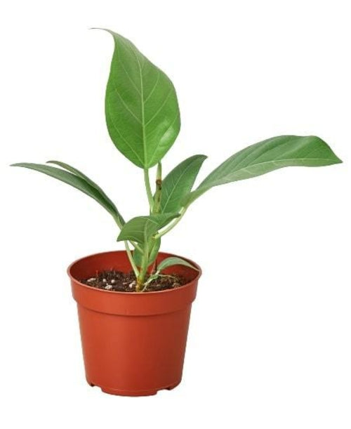 Ficus 'Audrey' - Shopping Warriors