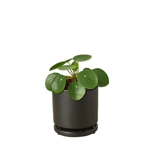 Pilea Peperomioides 'Chinese Money' - Shopping Warriors
