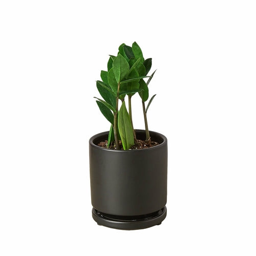 Zamioculcas Zamiifolia ZZ - Shopping Warriors