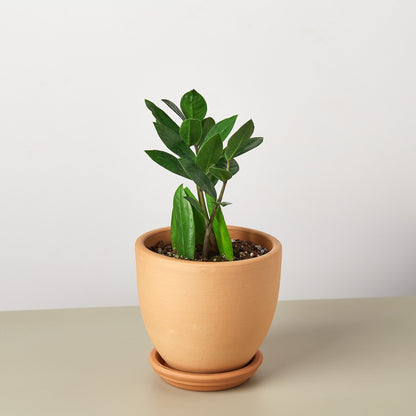 Zamioculcas Zamiifolia ZZ - Shopping Warriors