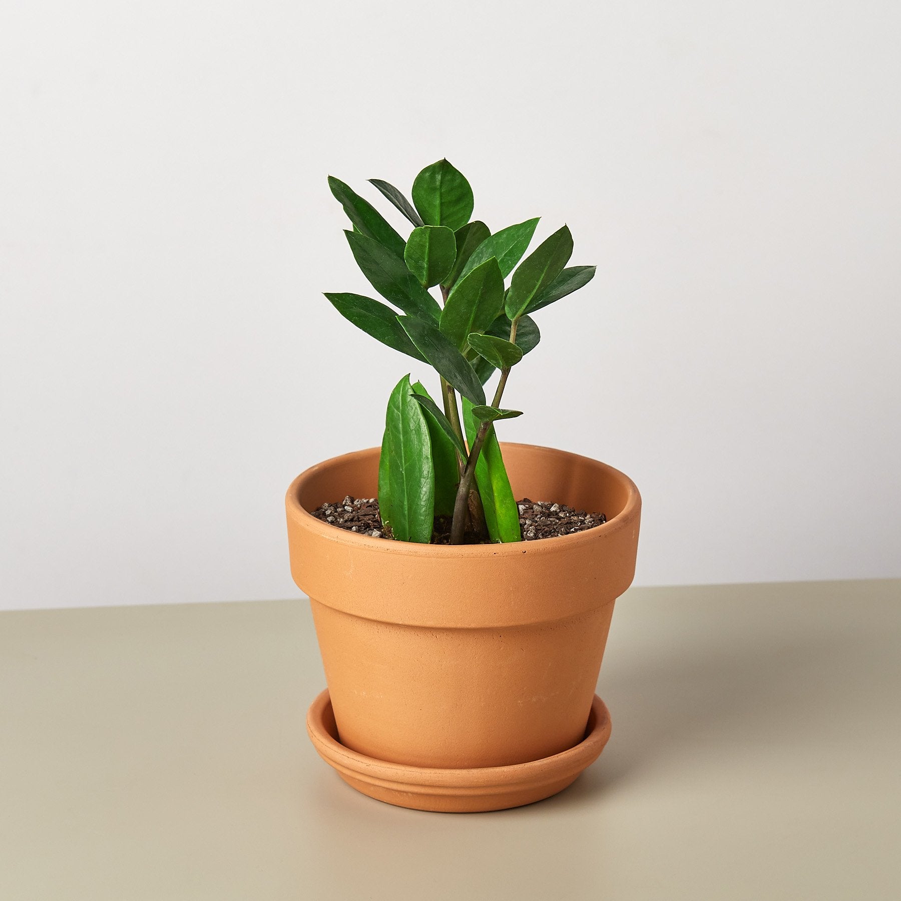 Zamioculcas Zamiifolia ZZ - Shopping Warriors