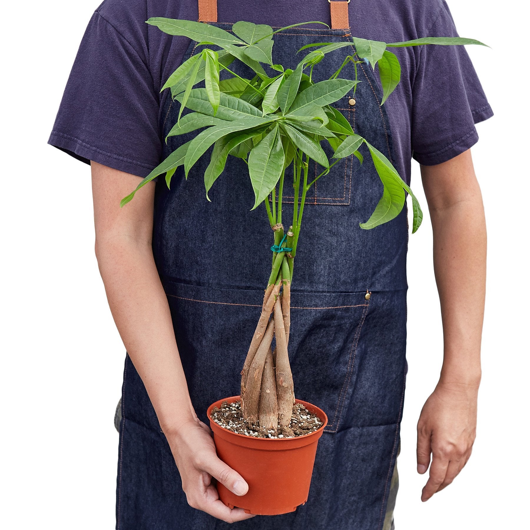Money Tree 'Guiana Chestnut' Pachira Braid - Shopping Warriors