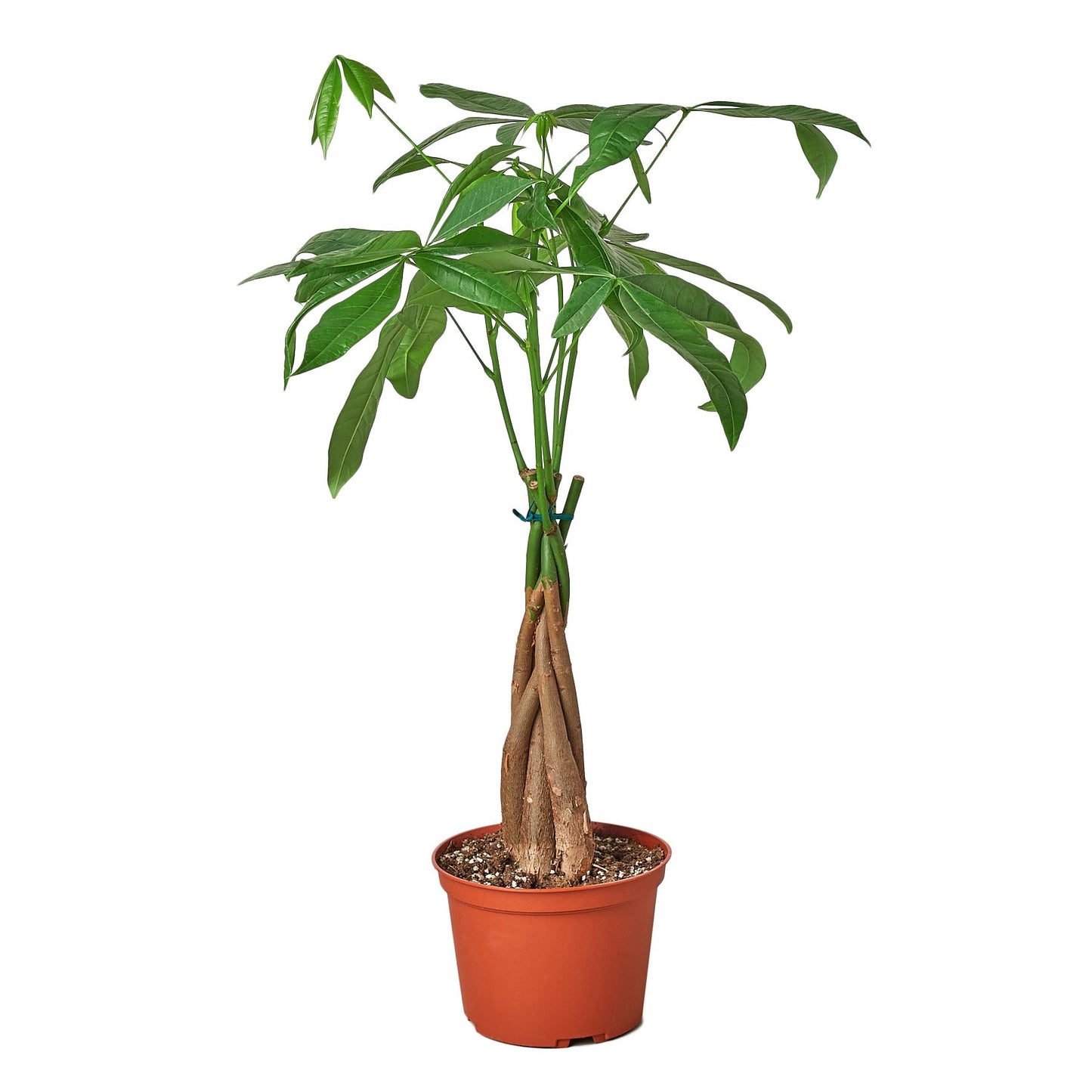 Money Tree 'Guiana Chestnut' Pachira Braid - Shopping Warriors