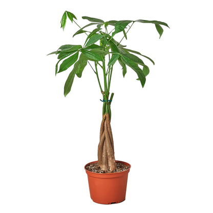 Money Tree 'Guiana Chestnut' Pachira Braid - Shopping Warriors