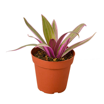 Oyster Plant 'Moses in the Cradle' - Shopping Warriors