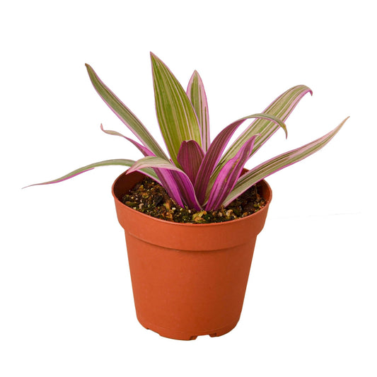 Oyster Plant 'Moses in the Cradle' - Shopping Warriors