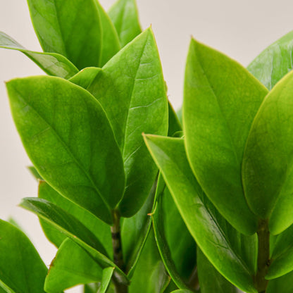 Zamioculcas Zamiifolia ZZ - Shopping Warriors