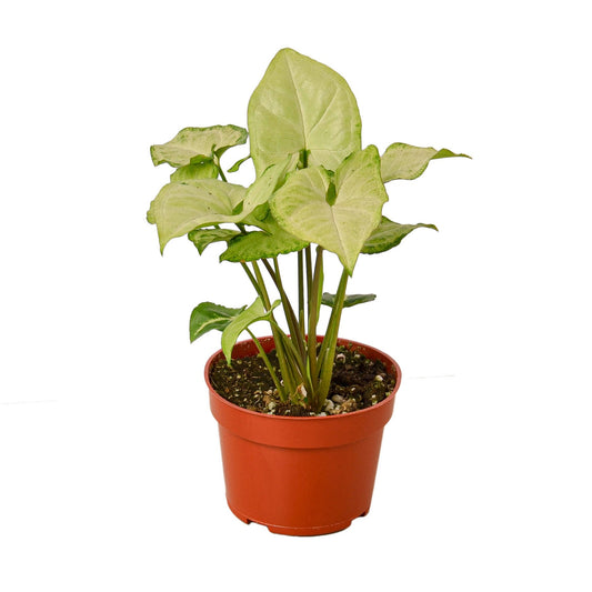 Syngonium White Butterfly - Shopping Warriors