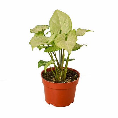 Syngonium White Butterfly - Shopping Warriors