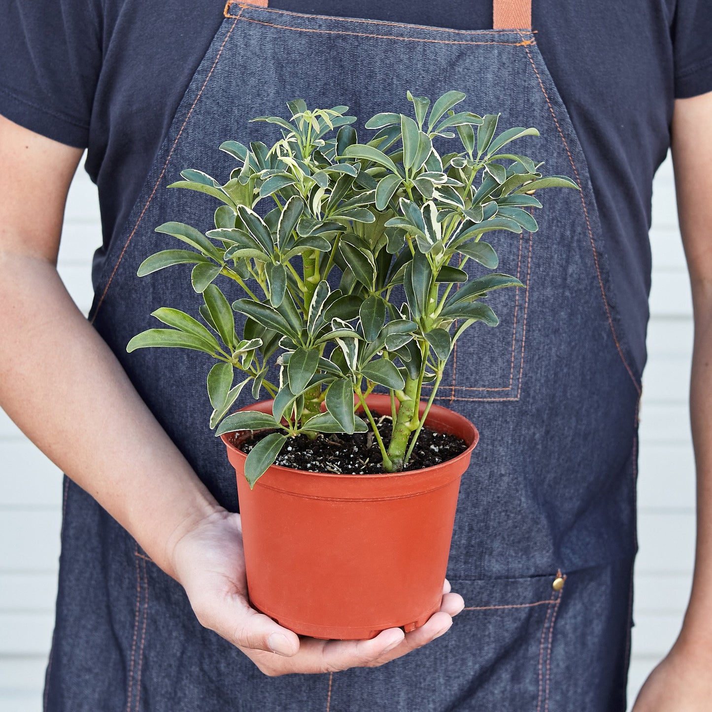 Schefflera Moonlight 'Umbrella Plant' - Shopping Warriors