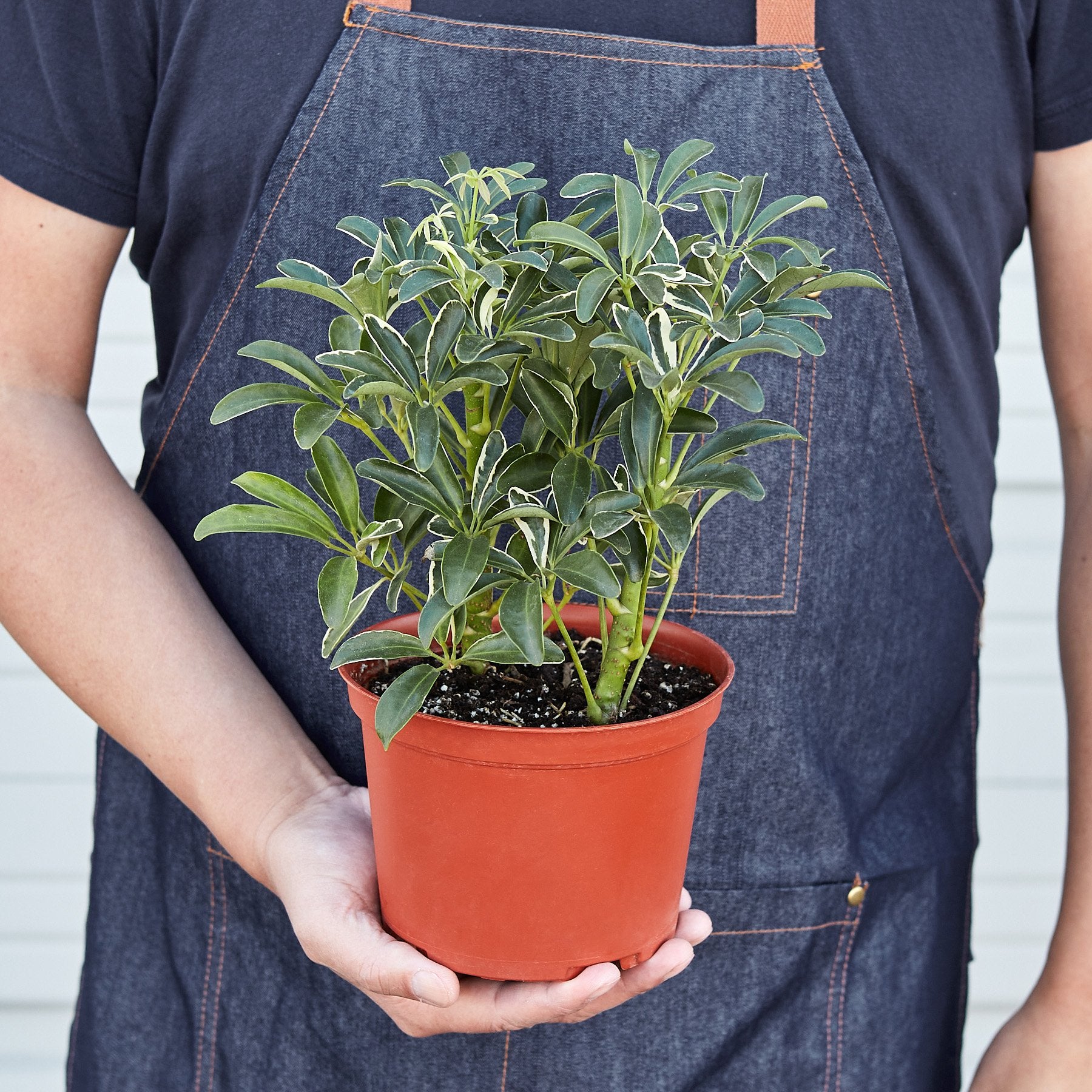Schefflera Moonlight 'Umbrella Plant' - Shopping Warriors