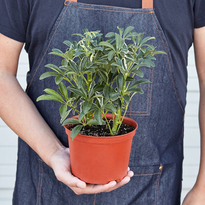 Schefflera Moonlight 'Umbrella Plant' - Shopping Warriors
