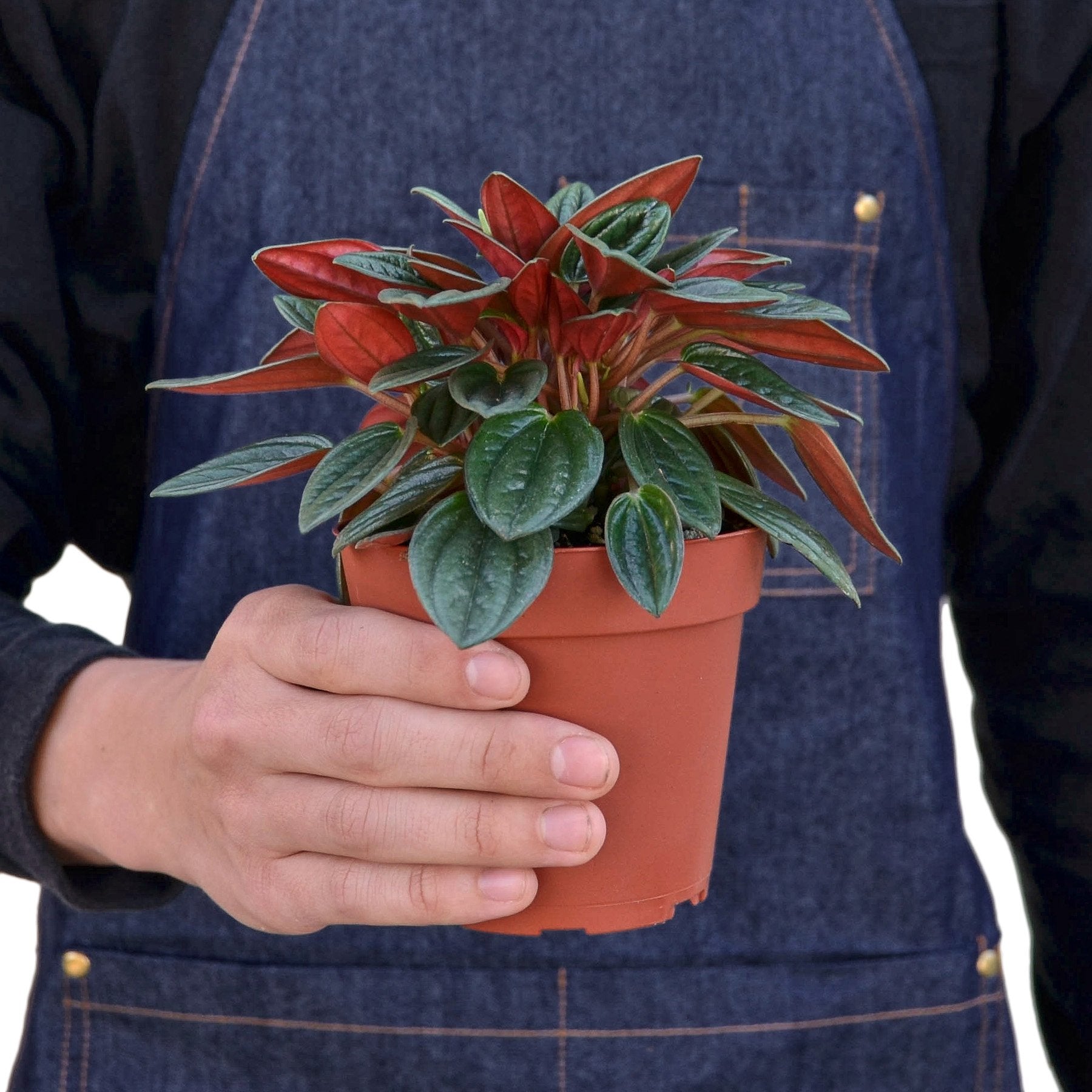 Peperomia Rosso - Shopping Warriors