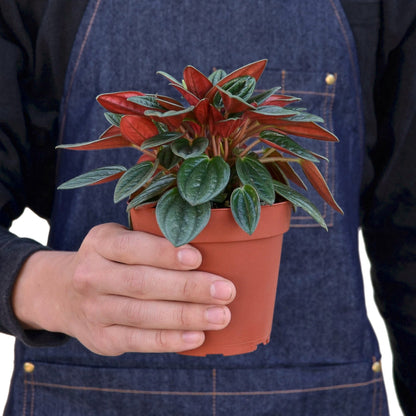 Peperomia Rosso - Shopping Warriors
