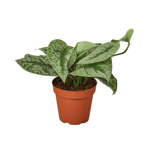 Scindapsus Pictus 'Exotica' - Shopping Warriors