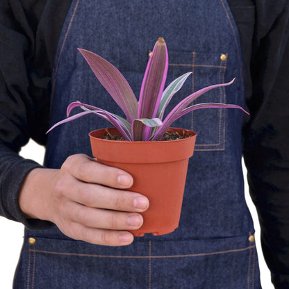 Oyster Plant 'Moses in the Cradle' - Shopping Warriors