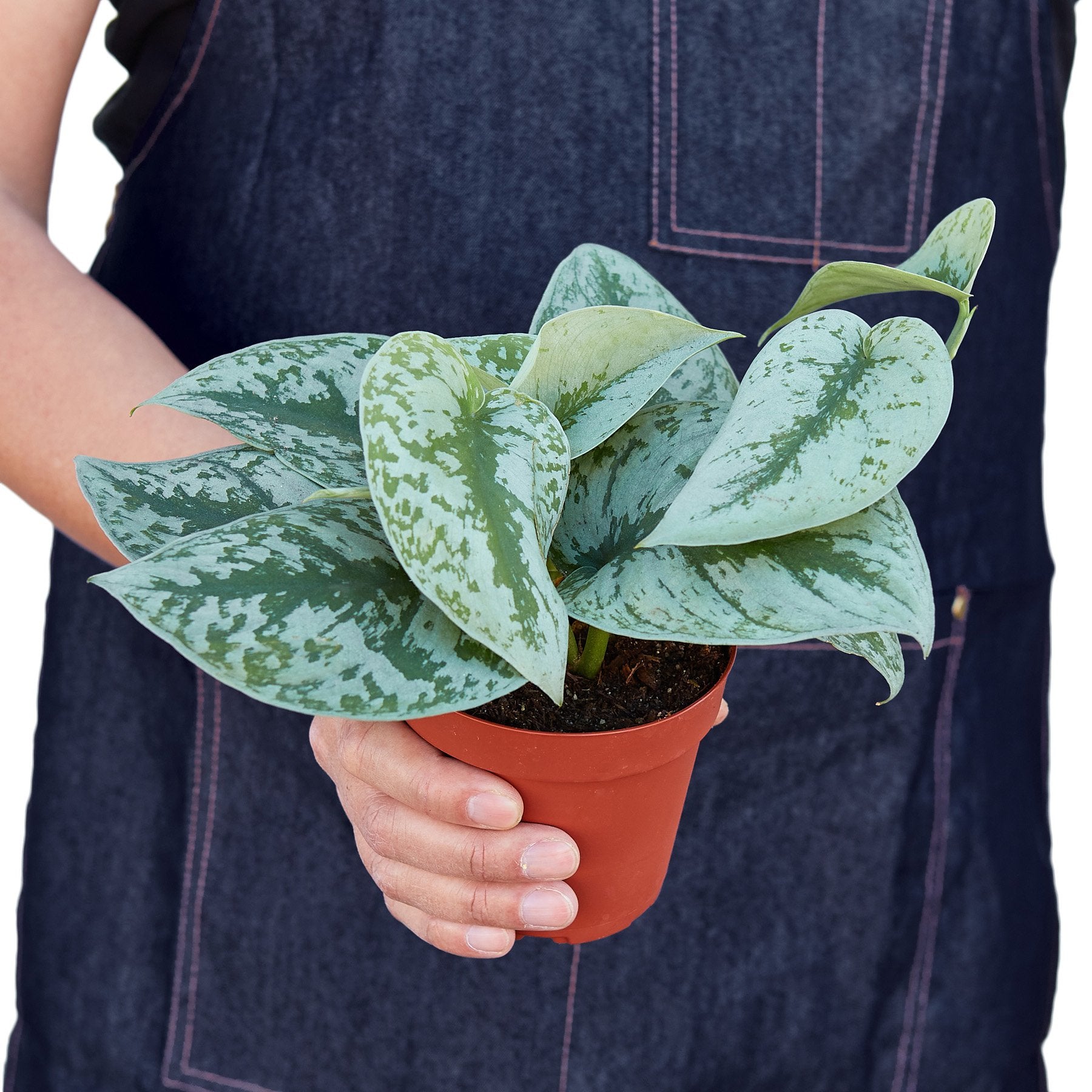 Scindapsus Pictus 'Exotica' - Shopping Warriors