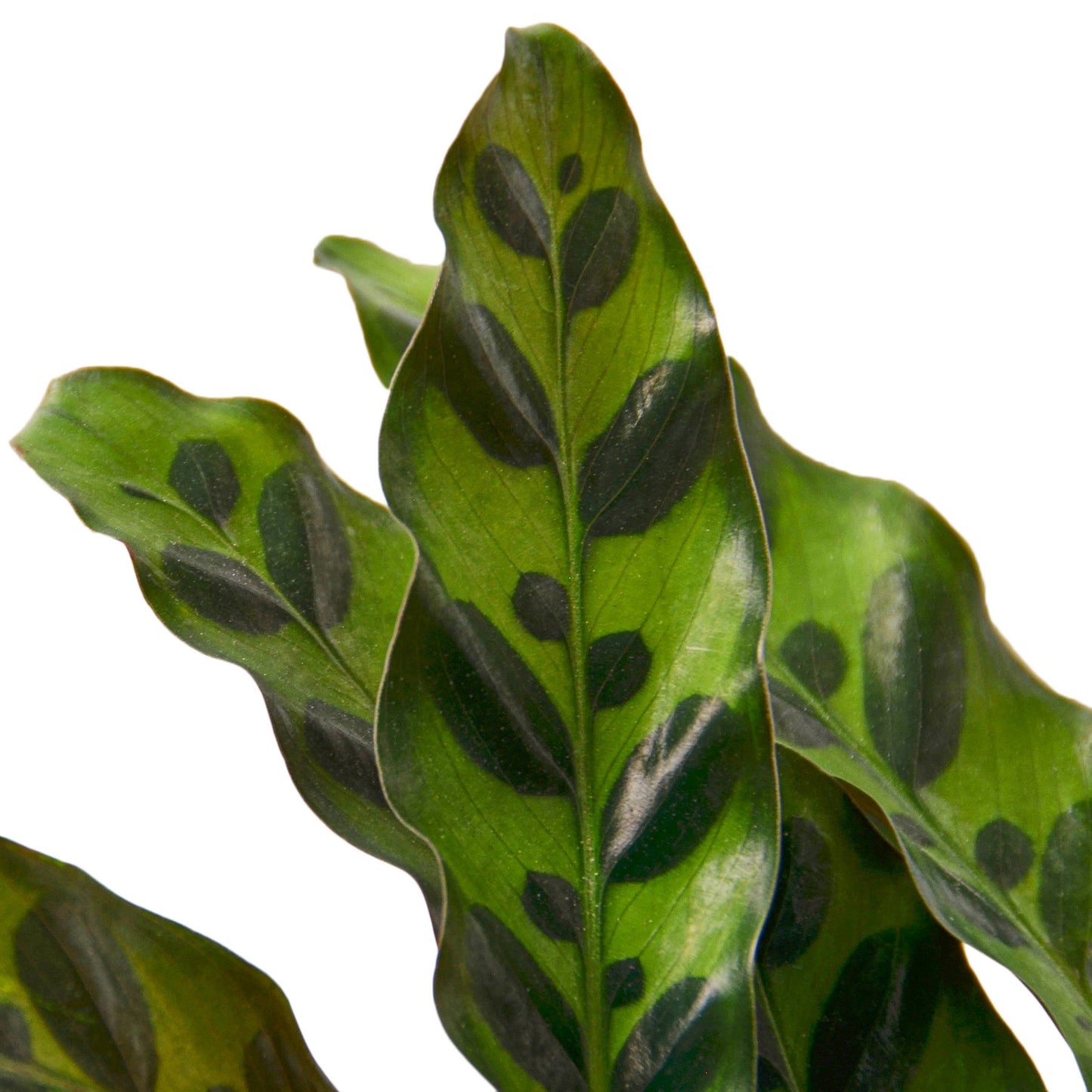 Calathea Lancifolia 'Rattlesnake' - Shopping Warriors