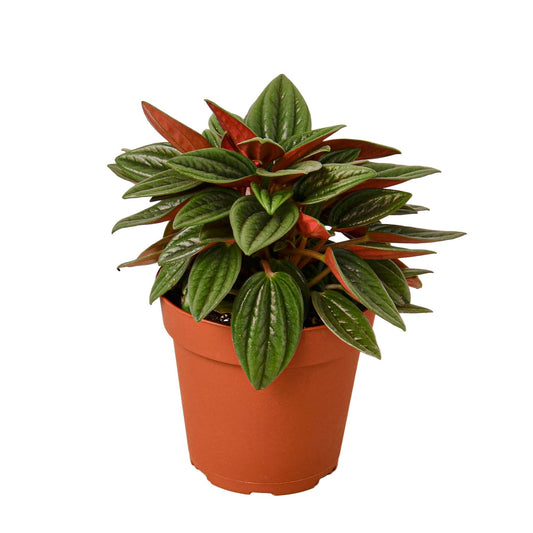 Peperomia Rosso - Shopping Warriors