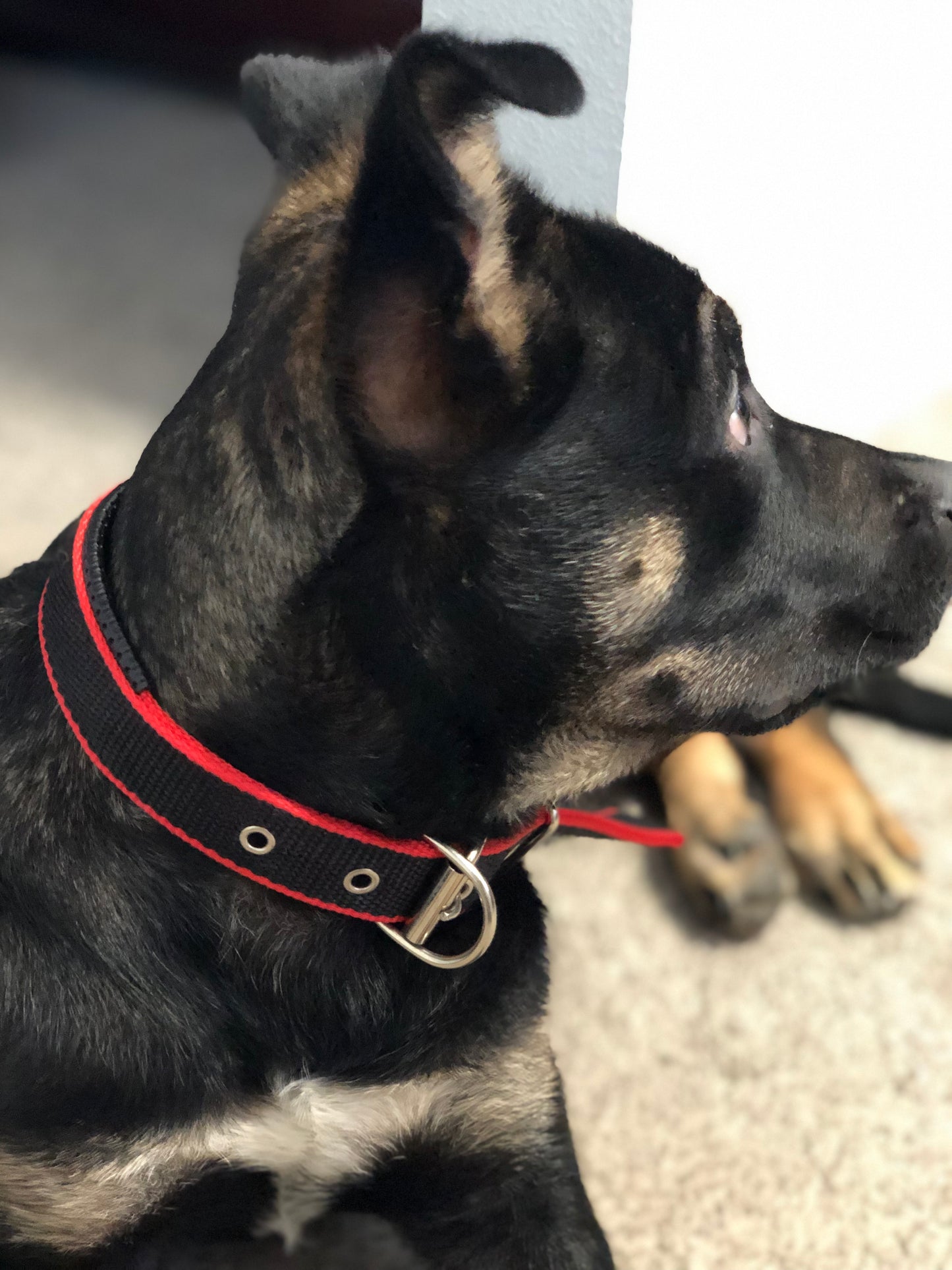 Durable Dog Collar - Red/Black - Shopping Warriors
